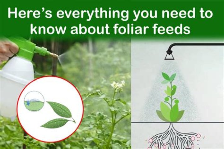How does foliar feeding work