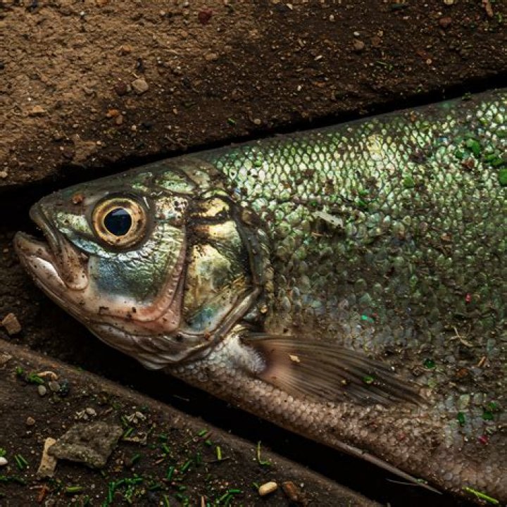 How does garbage affect fish