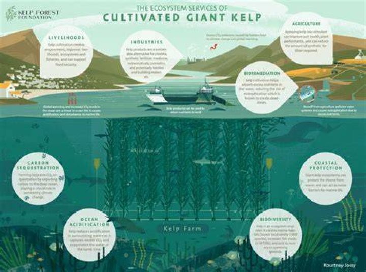 How does kelp help the ocean