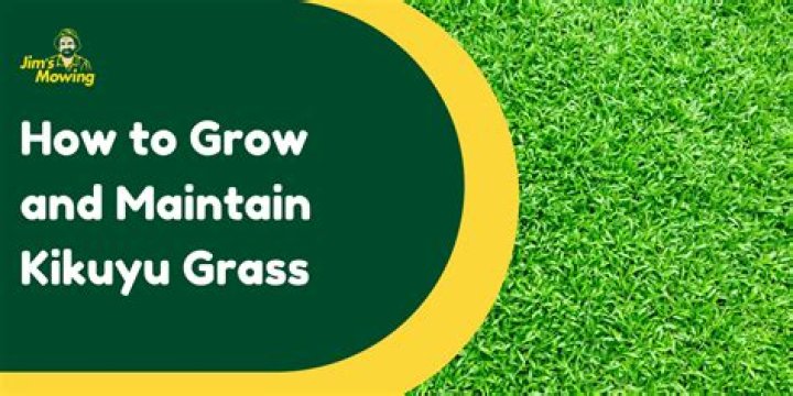 How does kikuyu grass spread