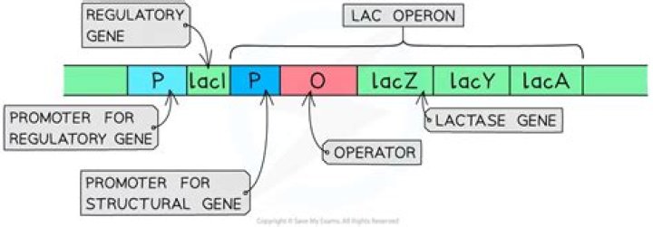 How does lacZ reporter gene work