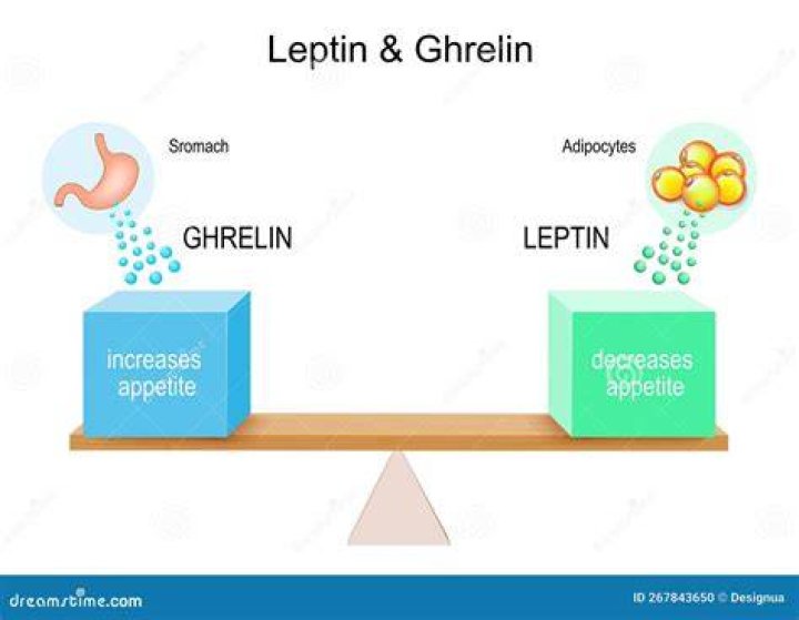 How does leptin ghrelin work