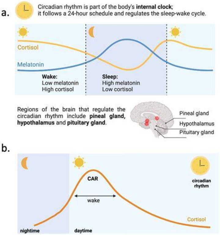 How does orexin affect sleep