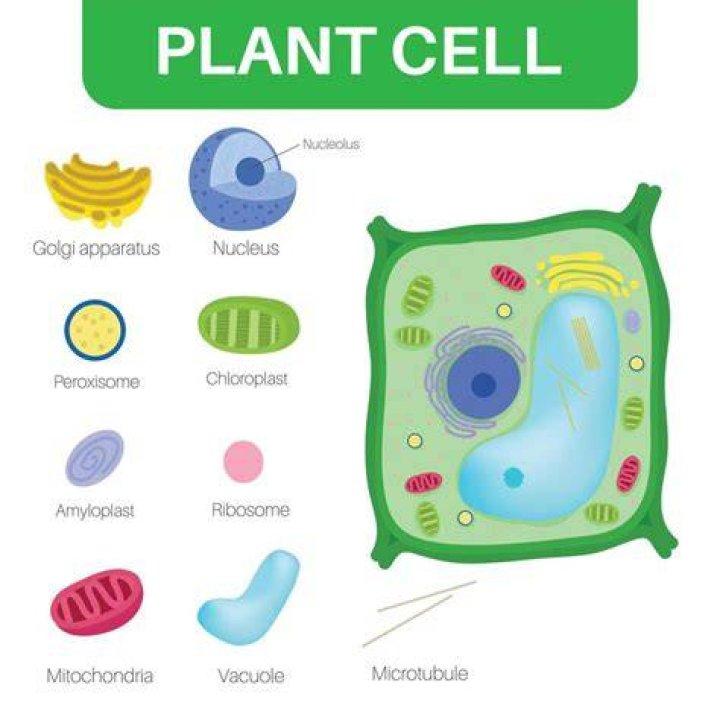 How does Plant Cell get food