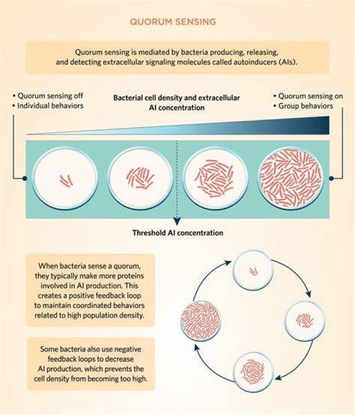 How does quorum voting work