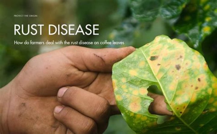 How does rust disease spread