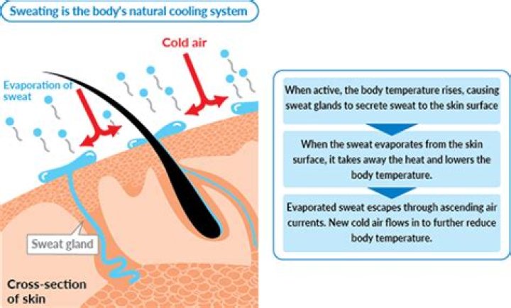 How does sweat cool the body