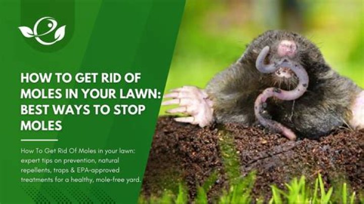 How does Talpirid kill moles