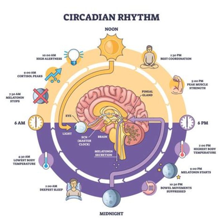 How does the SCN control circadian rhythms