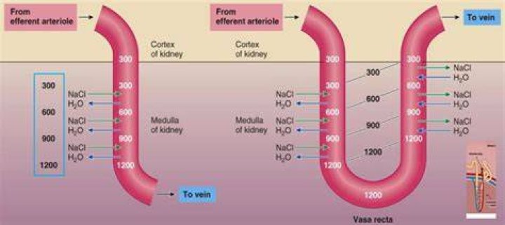 How does the Vasa recta work