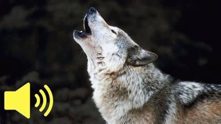 How does wolf pee collected