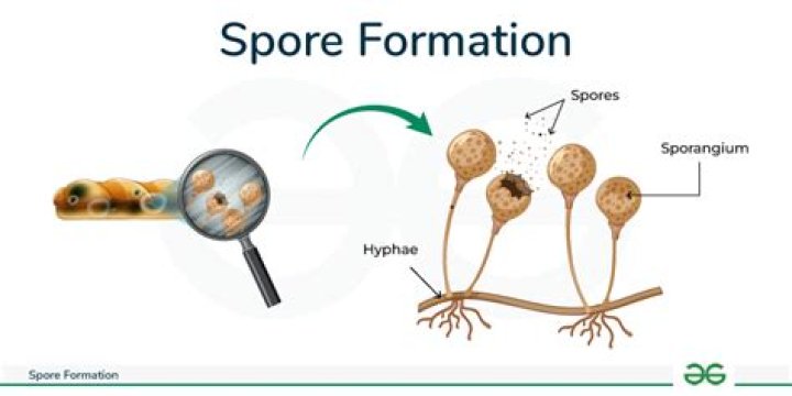 How effective is Milky Spore