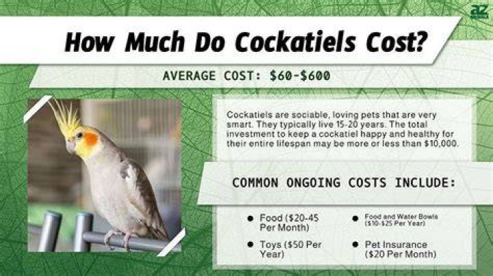 How expensive is grass cloth
