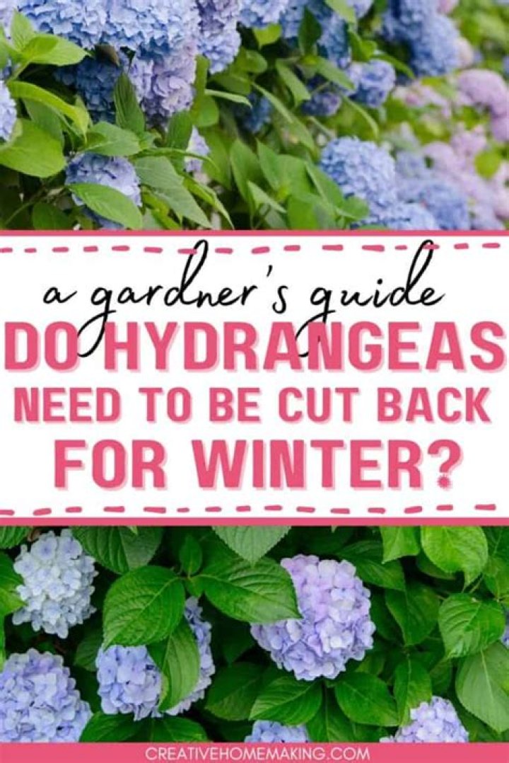 How far do hydrangeas spread
