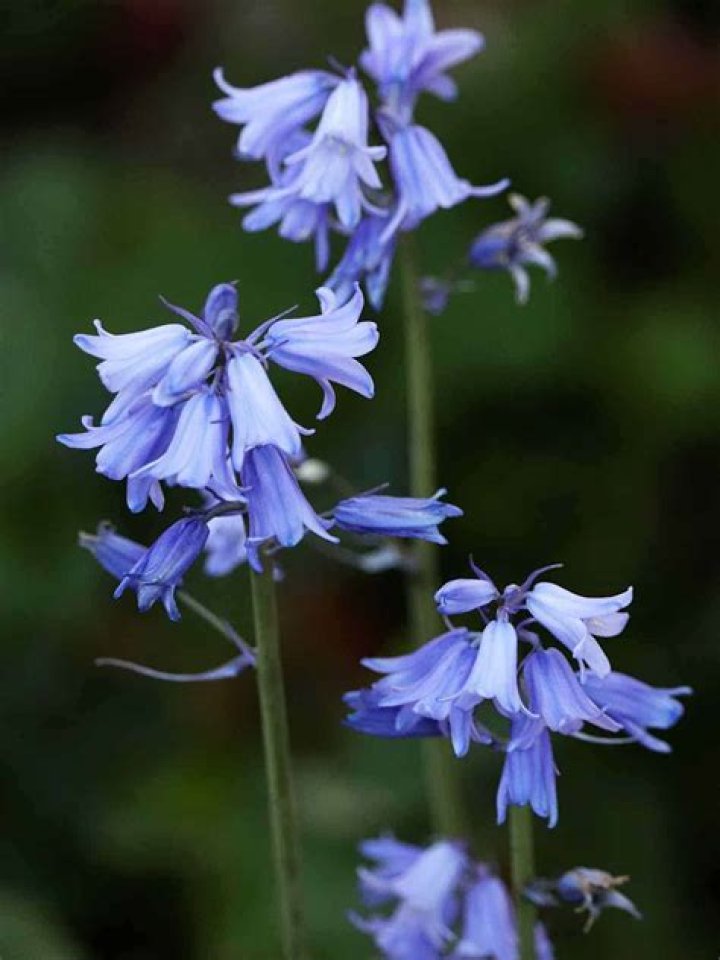 How fast do bluebells spread