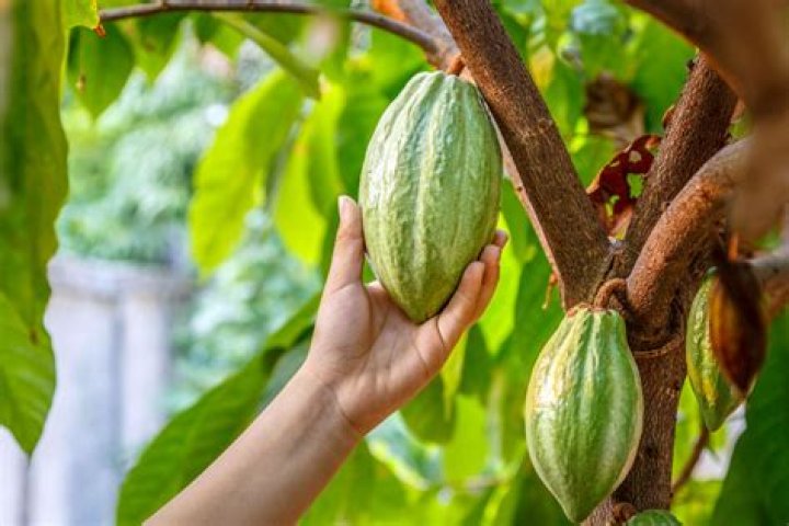How fast do cocoa trees grow
