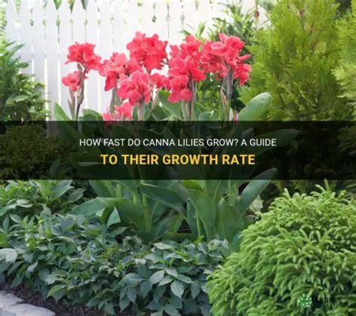 How fast do escallonia grow