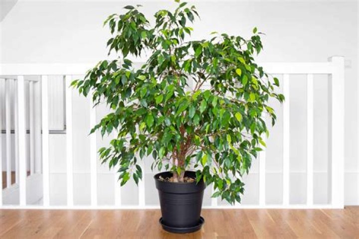 How fast do ficus hedge grow