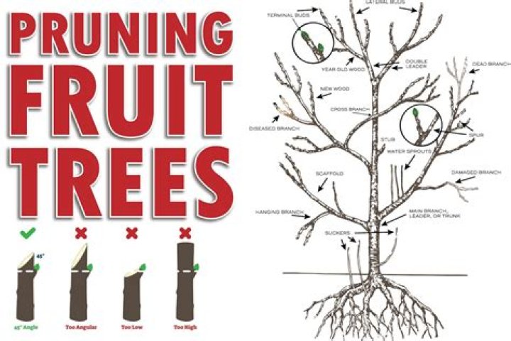 How fast do fruit trees grow