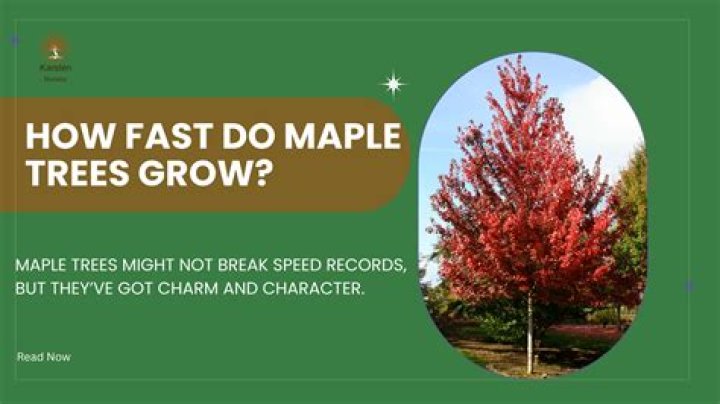 How fast do maple trees grow