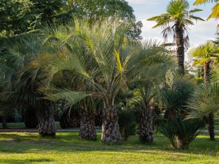 How fast do Pindo palms grow