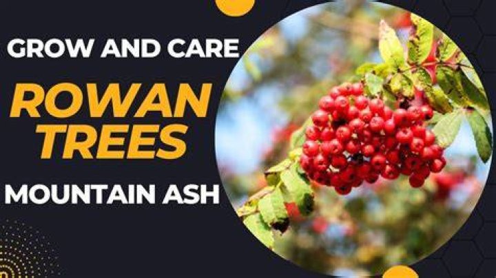 How fast do Rowan trees grow