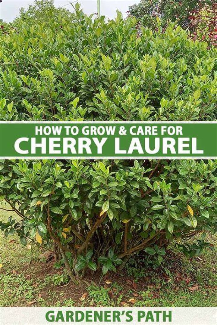 How fast do skip laurel grow