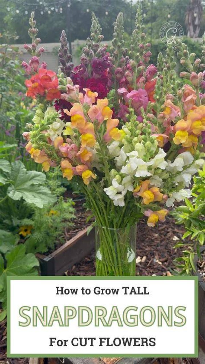 How fast do snapdragons grow