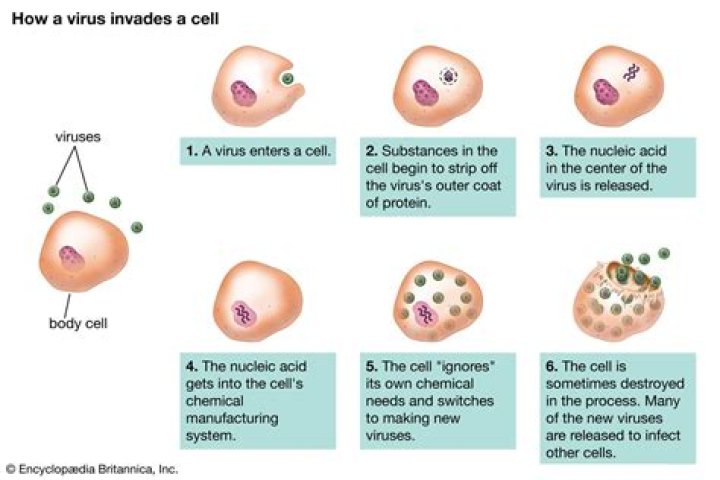 How fast do viruses multiply