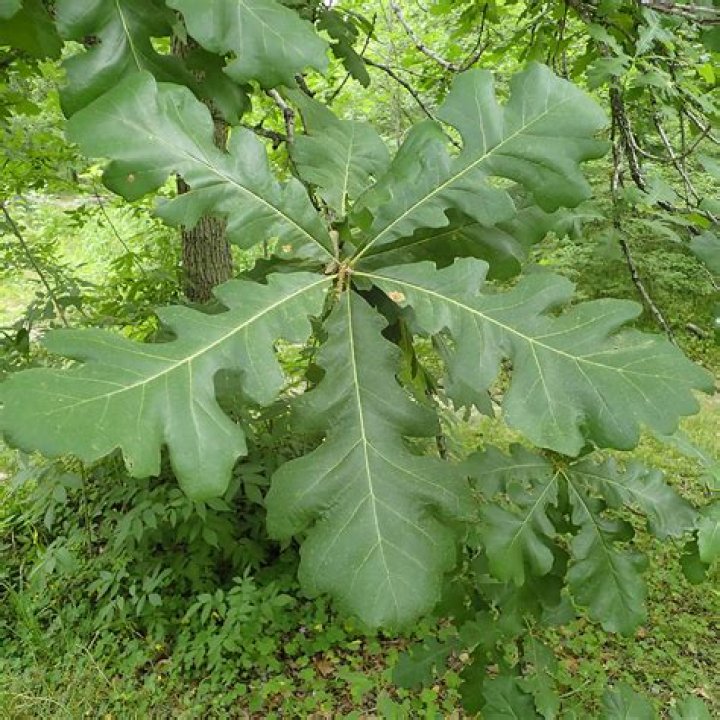 How fast does a bur oak grow