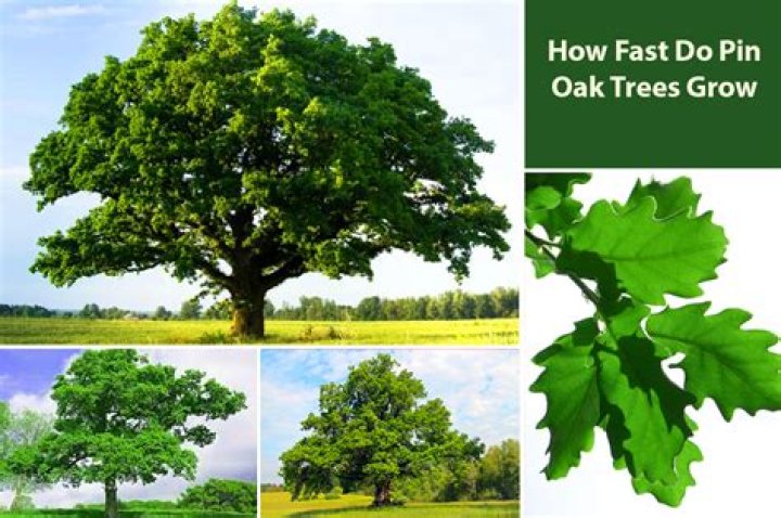 How fast does a pin oak grow