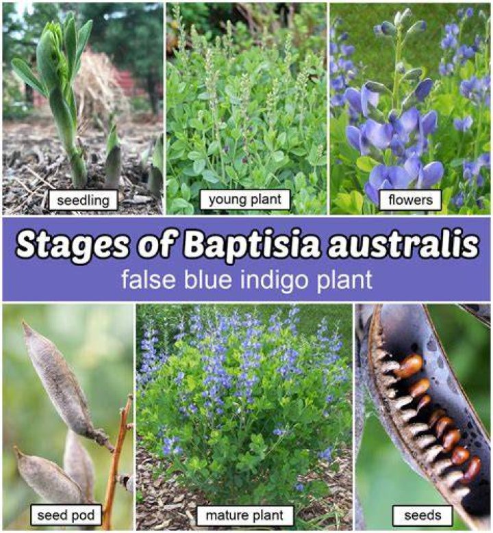 How fast does Baptisia grow