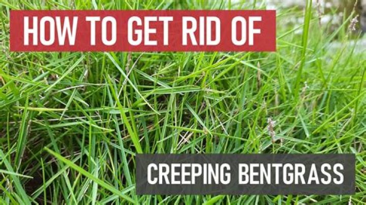 How fast does bentgrass grow
