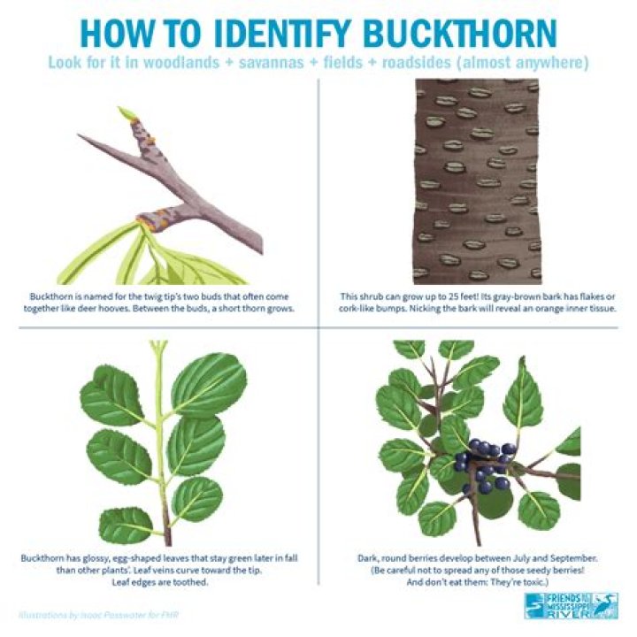 How fast does buckthorn grow