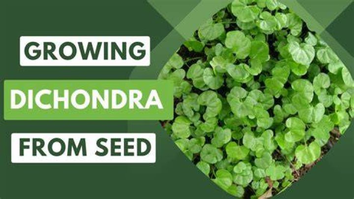 How fast does Dichondra grow