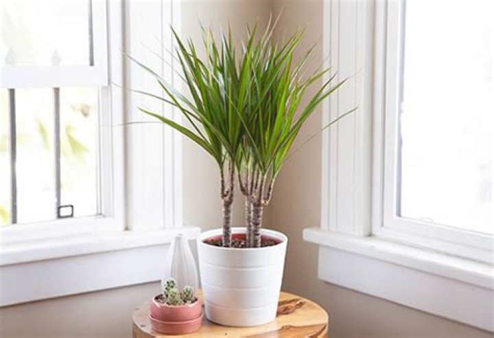 How fast does dracaena grow