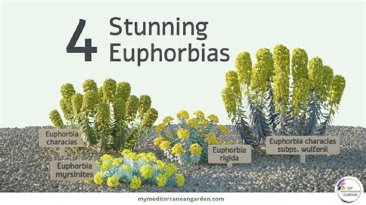 How fast does Euphorbia grow