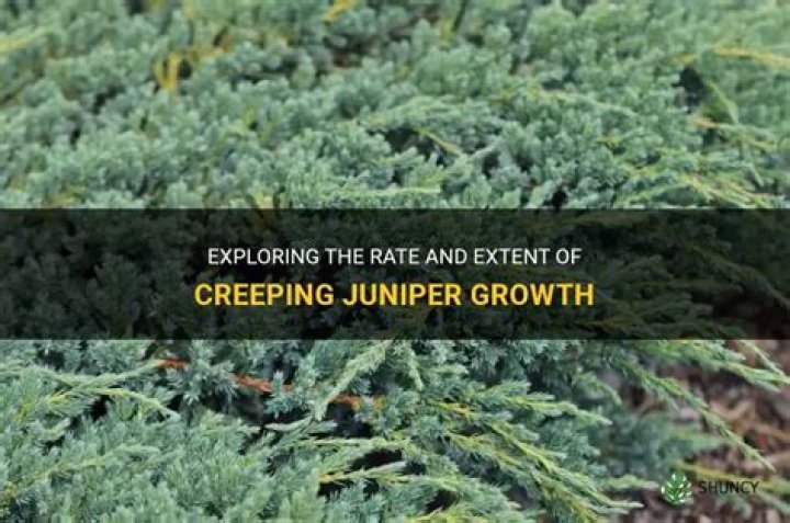 How fast does Juniper spread