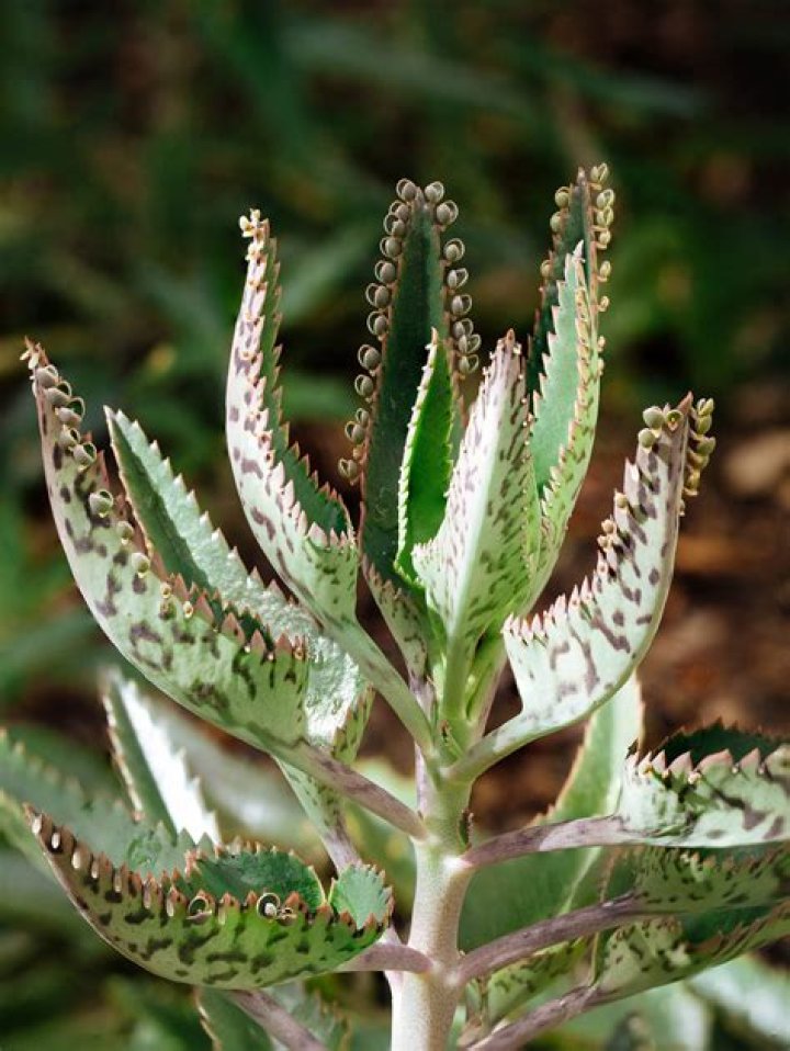 How fast does kalanchoe grow