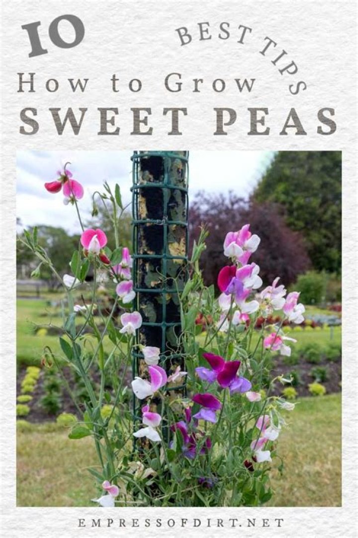 How fast does Sweet Pea grow