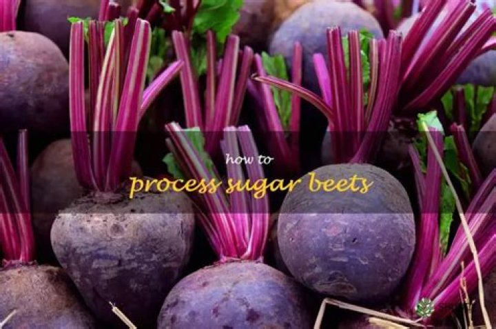 How healthy are sugar beets