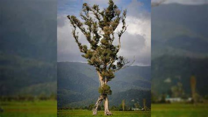 How heavy is a 100 foot tree