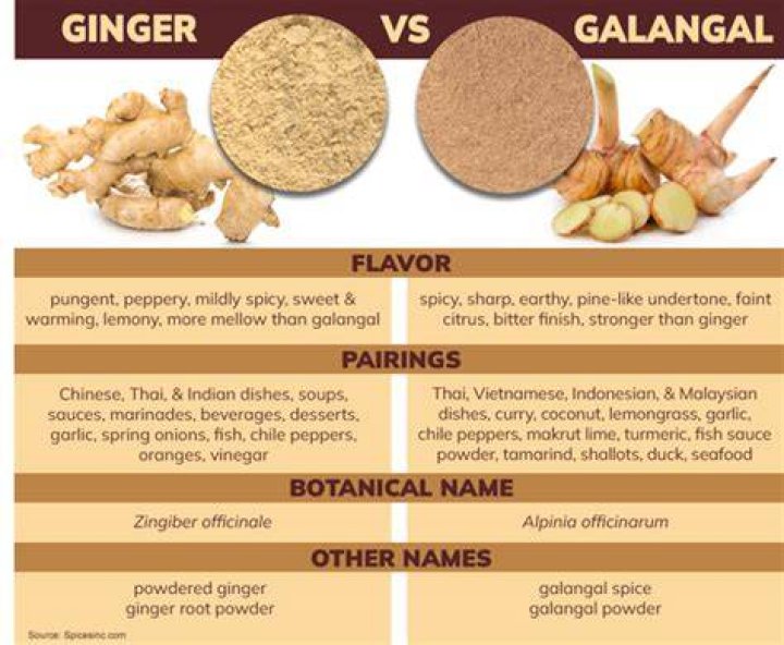 How high does galangal grow