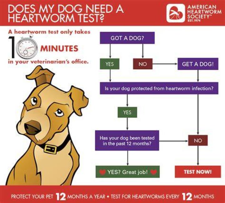 How is a heartworm test done