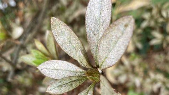 How is Azalea fungus treated