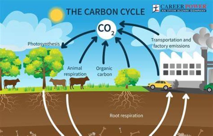 How is carbon normally found