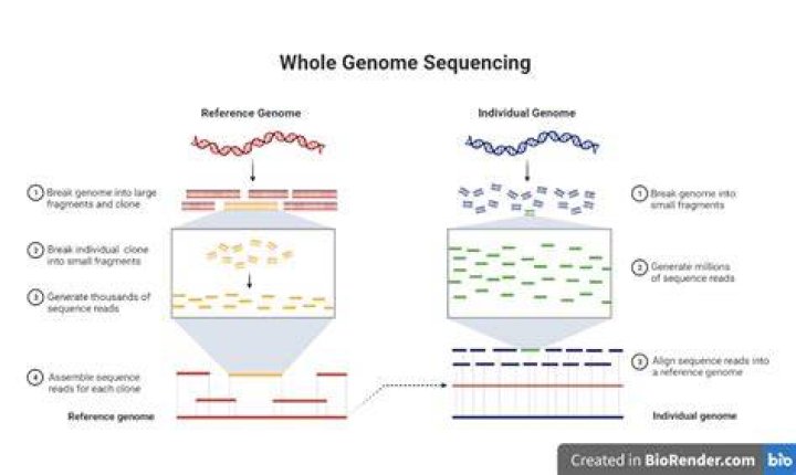 How is genome assembly done