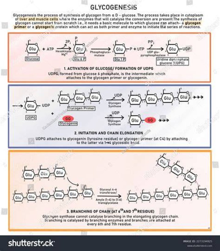 How is glycogen synthesized