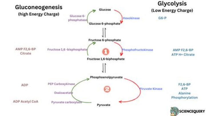 How is glycolysis regulated