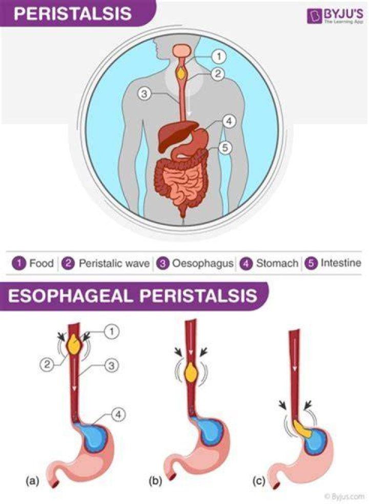 How is peristalsis regulated